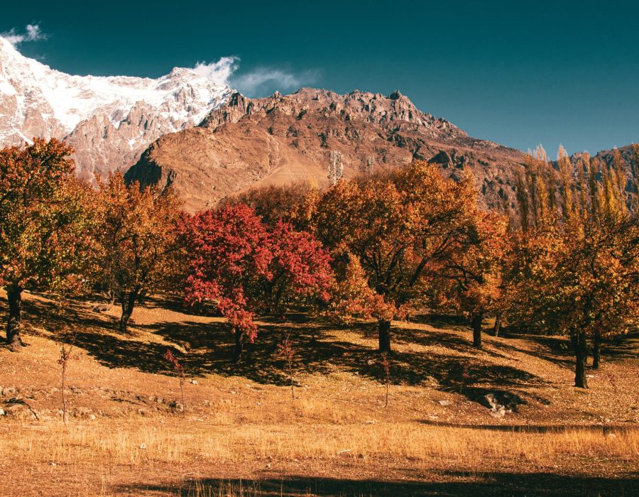 pexels-wasifmehmood997-15917326